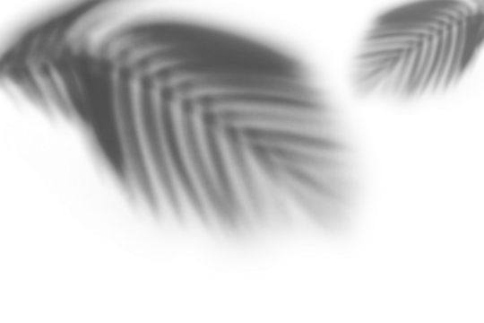 Natural palm leaf shadows isolated on transparent background. Realistic shadow overlay effect. Tropical branch shade, foliage silhouette decoration. Design element for summer spring,monochrome image