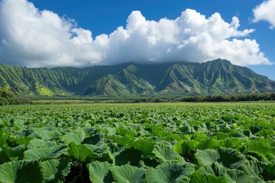 Hawaiian Taro (Kalo) - Iconic Plant from Hawaii with Cultural Significance