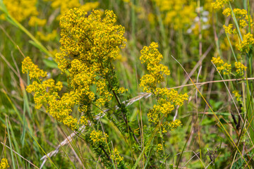 Closeup yellow flowers of lady's bedstraw, yellow bedstraw Galium verum in a Dutch garden. Family Rubiaceae. Summer, August, Netherlands