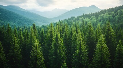 Fototapeta premium Lush green forest with tall old spruce, fir, and pine trees under a clear blue sky, showcasing the beauty of nature, wilderness, and environmental conservation. Perfect for themes of ecology, sustaina