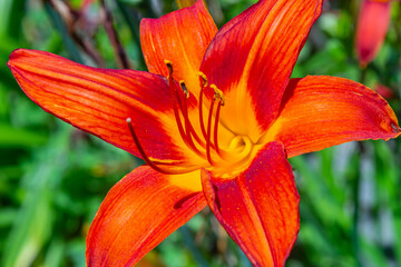 The brown-yellow daylily Hemerocallis fulva is a beautifully flowering perennial plant in the bright sun on a summer day