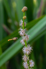 Branched hedgehog Sparganium erectum - flowering plant in the garden pond of a natural garden