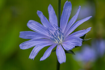 Fototapeta premium Beautiful chicory flowers grow on stems in the wild. Field of wild herbal plants. Green blurred natural background