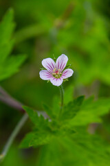 Fototapeta premium Siberian geranium Geranium sibiricum grows in summer in the wild