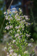 Erigeron canadensis grows in the wild in summer
