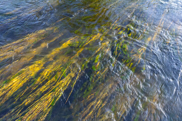 Ceratophyllum demersum aquatic plant in a stream
