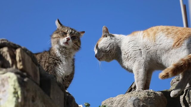 Two cats getting along without a fight