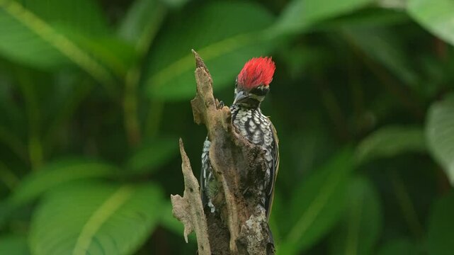 common flameback bird is pecking at the tip of a dry tree branch