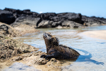 Fototapeta premium Marine iguana on rocks at Puerto Villamil beach, Galapagos, Ecuador