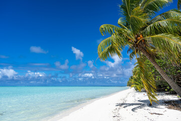 Obraz premium Idyllic white sand beach with coconut trees in Maupiti, French Polynesia