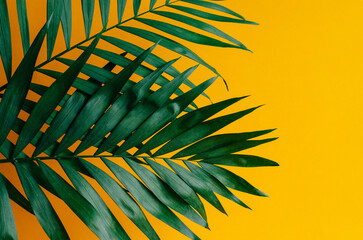 Green palm leaves on a bold yellow background create a vibrant. Tropical and minimalist contrast.