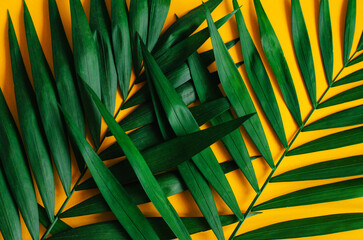 Green palm leaves on a bold yellow background create a vibrant. Tropical and minimalist contrast.