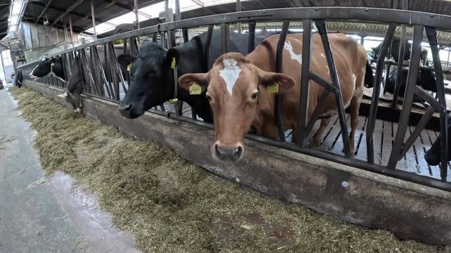 Different colored cows eating food and being funny.