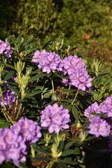 
Garden on a spring sunny morning, flowers, plants, insects waking up to life, pleasant warmth, joyful day.