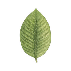 Obraz premium Detailed Botanical Illustration Of A Green Leaf On Transparent Background Showing Intricate Vein Structure And Natural Texture