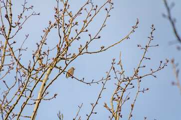 A small hawfinch perched quietly on a budding tree branch in springtime. Calm bird resting, peaceful vibe, mid-range shot, slightly low angle, spring buds visible.