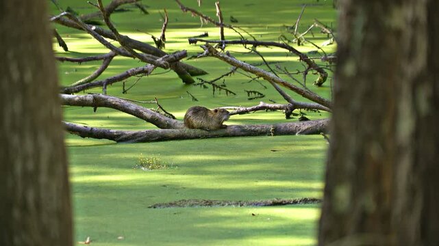 A Muskrat, resting on a log, in the middle of a bright green algae covered pond.