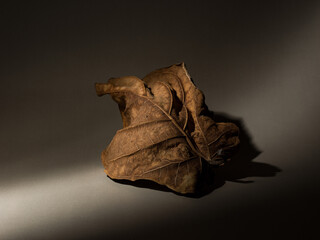 brown dry leaf on black space with light and shadow,creative of vintage dry leaf dark tone background for banner poster wallpaper cover design with copy space