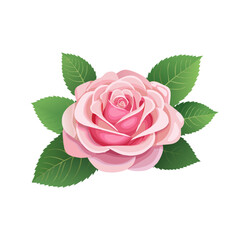 rose flower image vector,rose design,rose with pink color vector design