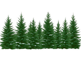 Green Pine Trees In Dense Forest Isolated On Transparent Background Illustration For Nature Design And Digital Artwork