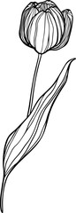 Elagance vector tulip. Outline illustration.