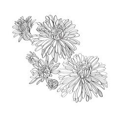 Black and white line illustration of daisy flowers on a white background. Flower chrysanthemum isolated on white