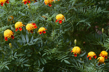 Tiger-Eyes Marigold Flowers