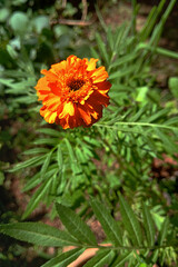 Lone Marigold Flower, genus Targetus