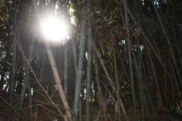 仙台の竹林の階段