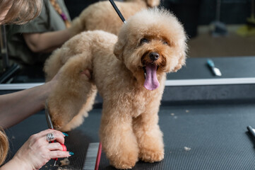 Groomer combing poodle in salon. 