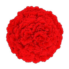 Realistic Image of a Red Flower Bloom Isolated on Transparent Background Showcasing Detailed Petals and Vibrant Colors for Decorative and Elegant Floral Designs