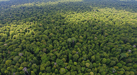 Green trees in forest. Green. Fresh. Nature Background. Sustainable Green.