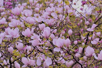 magnolia flowers pink