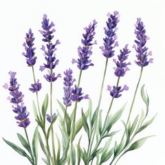 Naklejka premium Lavender Flowers in Watercolor By Generated AI