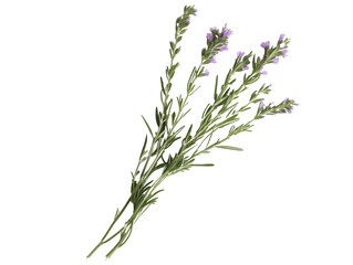 Fototapeta premium A bunch of purple flowers are shown in a white background. The flowers are purple and green in color