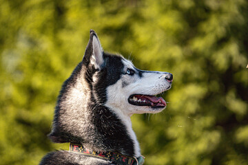 Siberian husky 