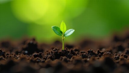 a sprout peeks out from under the ground