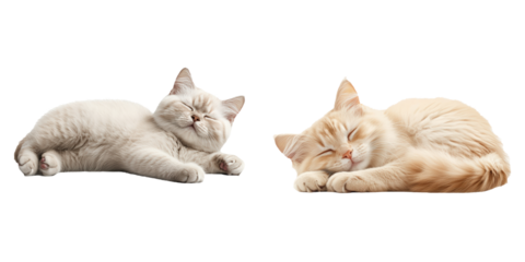 Two Adorable Cats Sleeping Peacefully on a Soft Surface