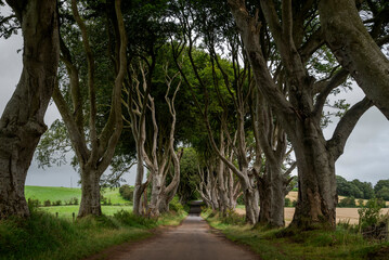 A narrow road flanked by tall, intertwined trees creating a natural archway, known as “The Dark Hedges ”, in county Antrim, Northern Ireland, famous for its mysterious and picturesque appearance