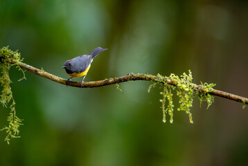 Myioborus miniatus living in its natural habitat in the forests of Ecuador
