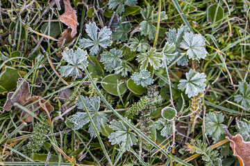 Green leaves of plants covered with hoarfrost. Plants on a frosty white morning.