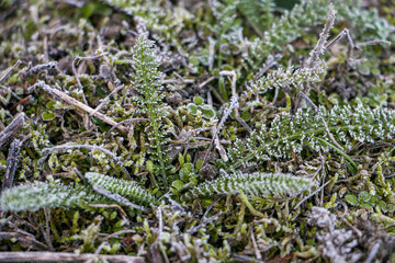 Green leaves of plants covered with hoarfrost. Plants on a frosty white morning.