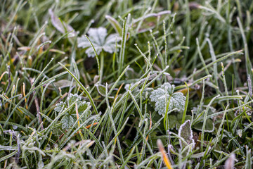 Green leaves of plants covered with hoarfrost. Plants on a frosty white morning.