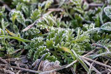 Green leaves of plants covered with hoarfrost. Plants on a frosty white morning.