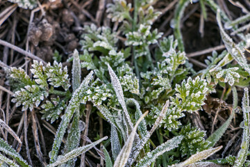 Green leaves of plants covered with hoarfrost. Plants on a frosty white morning.
