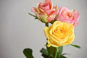 ピンクと黄色のばら