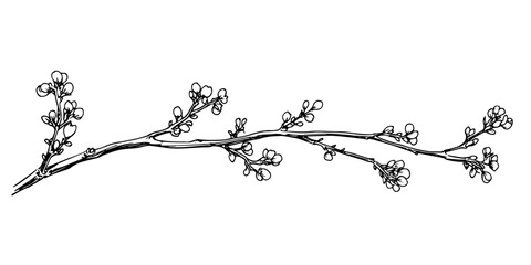 twig with young buds black and white outline, transparent background line art drawing illustration © Kaz