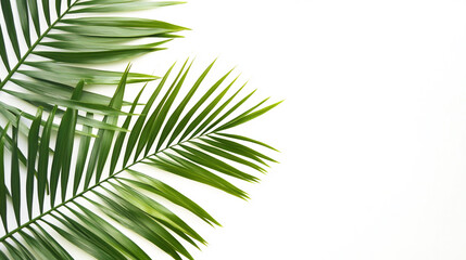 Obraz premium Tropical green palm leaf silhouette on a clean white background, vibrant and detailed