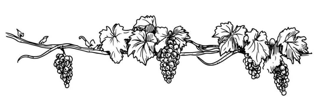 hand-drawn grapevine with leaves and hanging grape clusters