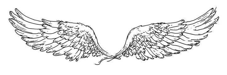 angel wings feathered spiritual vector sketch doodle engraving